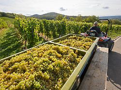 Fettes Plus nur in Sachsen: Weinernte fällt vergangenes Jahr geringer, aber hochwertiger aus