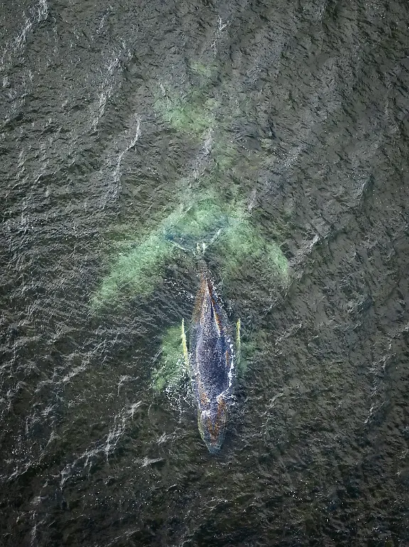 Eine-Drohnenaufnahme-herausgegeben-von-Greenpeace-zeigt-den-Buckelwal-in-der-Wismarbucht-Dem-in-der-Wismarbuch-liegenden-Buckelwal-geht-es-nach-wie-vor-nicht-gut-Einer-Meeresschutz-Expertin-der-Organisation-Greenpeace-zufolge-wirkt-der-Wal-weiterhin-allgemein-geschwaecht