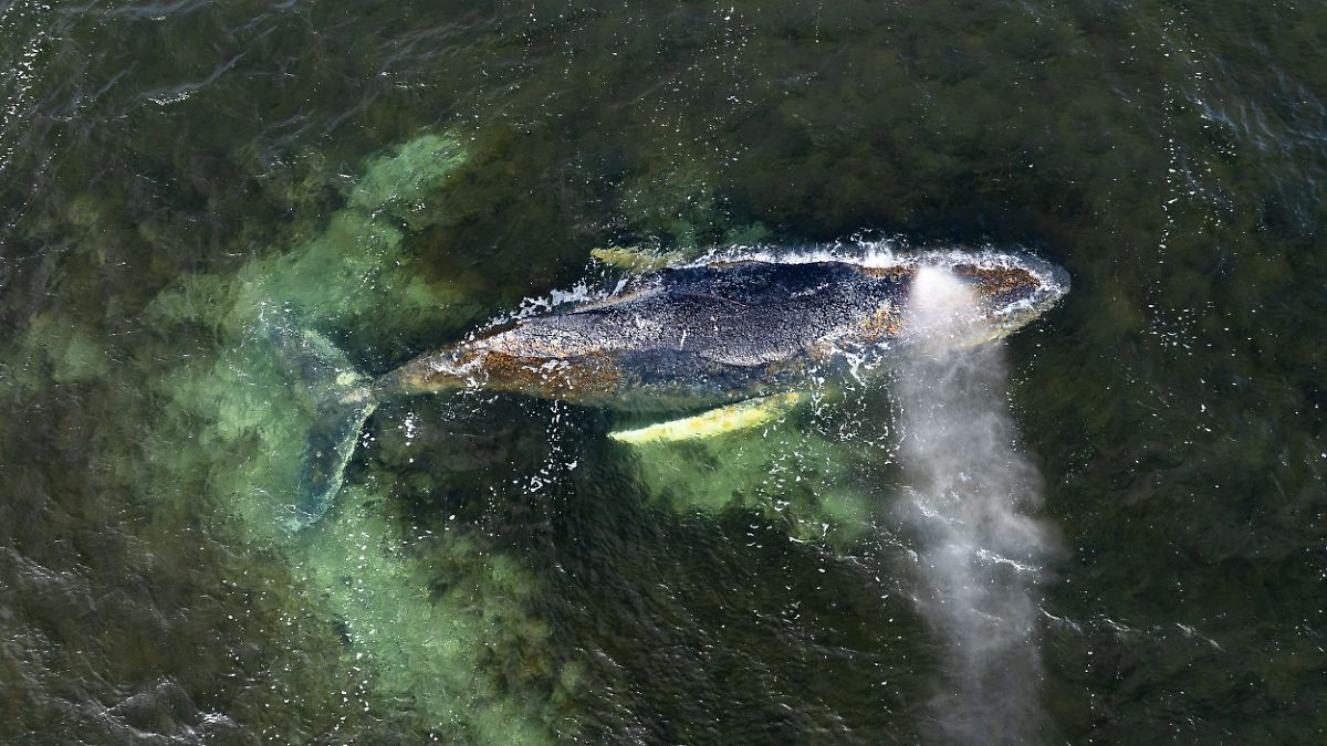 Retten oder einschläfern?: Ein Wal, der ganz Deutschland beschäftigt