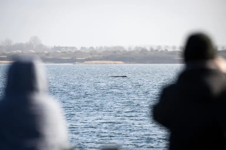Passanten-stehen-auf-der-Seebruecke-Wendorf-waehrend-im-Hintergrund-der-Buckelwal-noch-immer-in-der-Wismarer-Bucht-liegt