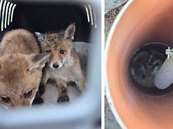 Berlin & Brandenburg: Fuchswelpen aus zwei Meter tiefem Regenrohr gerettet