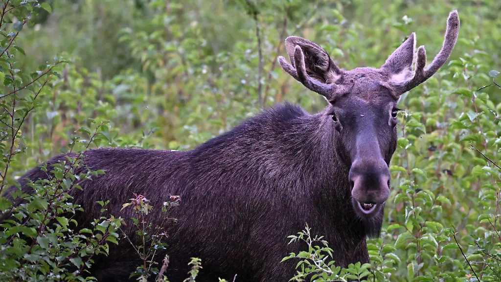 ABD0024-20250906-ST-POeLTEN-OeSTERREICH-ZU-APA0121-VOM-6-9-2025-Elch-Emil-aufgenommen-am-Samstag-6-September-2025-in-St-Poelten-Seit-rund-zweieinhalb-Wochen-ist-Elch-Emil-als-Wahl-Niederoesterreicher-im-Bundesland-unterwegs-Auch-den-Weg-in-die-Landeshauptstadt-hat-er-entdeckt-Nachdem-er-sich-in-den-vergangenen-Tagen-an-St-Poelten-herangepirscht-hatte-streifte-er-zuletzt-dort-umher