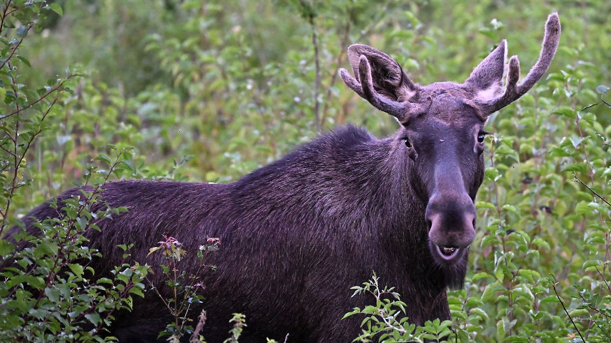 Sightings in the Bohemian Forest: Moose Emil is apparently active again
