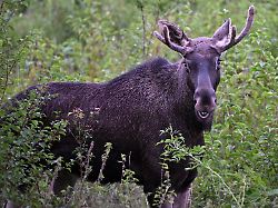Sichtungen im Böhmerwald: Elch Emil ist offenbar wieder umtriebig