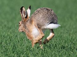 Thüringen: Nabu kritisiert Jagd auf Feldhasen