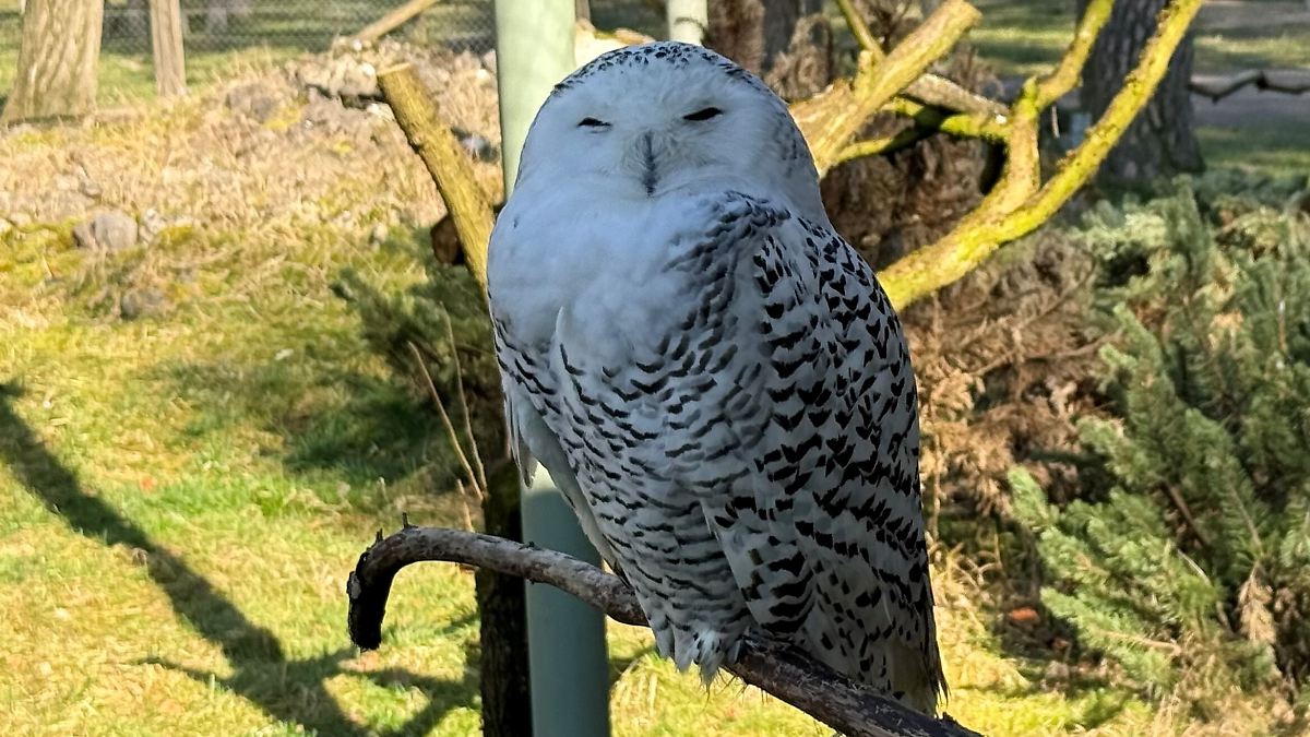 Entscheidung auf UN-Konferenz: Staaten wollen künftig auch Schnee-Eule, Hammerhai und Riesenotter schützen