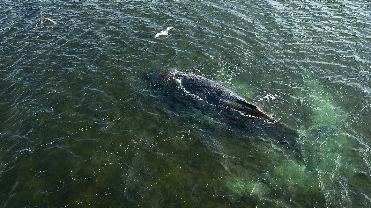 Tier reagiert auf Annäherung: Behörden sehen erste Besserung beim Buckelwal vor Wismar