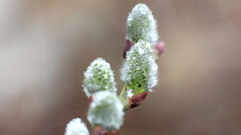 In-Sachsen-Anhalt-werden-Gewitter-und-Graupel-erwartet