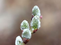 Sachsen-Anhalt: Gewitter und Graupel in Sachsen-Anhalt