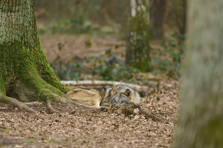 Ein-Wolf-ruht-in-einem-bewaldeten-Gebiet-mit-ueppigem-Moosbewuchs-zwischen-grossen-Baumstaemmen-Wolf-Canis-Lupus-Deutschland