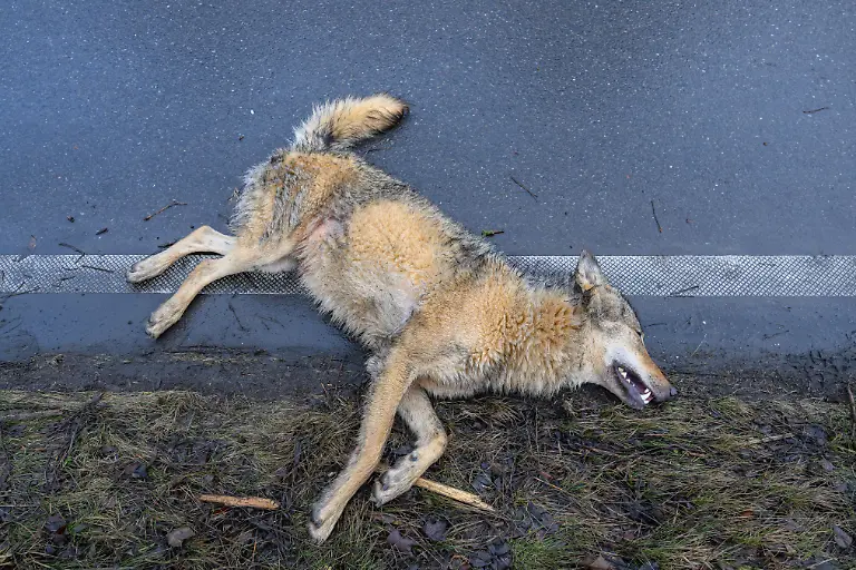 Ein-toter-Wolf-der-zuvor-von-einem-Fahrzeug-angefahren-wurde-liegt-am-Rand-der-Bundesstrasse-168-zwischen-Peitz-und-Cottbus-in-Suedbrandenburg-dpa-Bildfunk