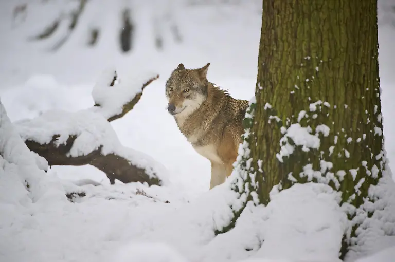 Ein-einsamer-Wolf-spaeht-um-einen-Baum-umgeben-von-winterlicher-Schneelandschaft-Winter-Wolf-Canis-lupus-Deutschland