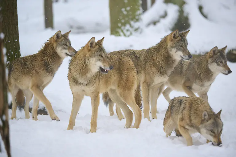 Ein-Wolfsrudel-steht-aufmerksam-im-verschneiten-Wald-Winter-Wolf-Canis-lupus-Deutschland