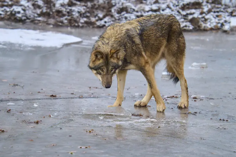 Ein-einzelner-Wolf-steht-auf-Eis-und-schaut-nach-unten-Winter-Wolf-Canis-lupus-Deutschland