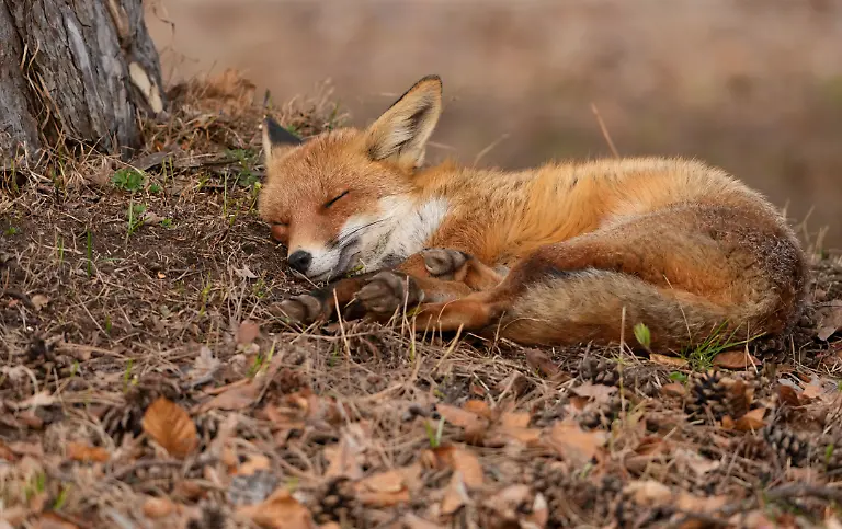 Ein-Rotfuchs-Vulpes-vulpes-liegt-in-Berlin-in-einem-Park-entspannt-in-der-Nachmittagssonne-zwischen-alten-braunen-Herbstblaettern-vom-vorigen-Jahr-und-macht-ein-Nickerchen
