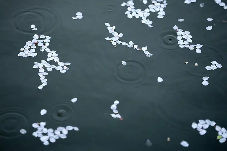 Raindrops-ripple-the-water-amid-fallen-cherry-blossom-petals-in-the-Tidal-Basin-in-Washington-D-C-U-S-March-30-2026