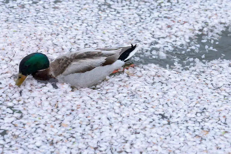 A-duck-swims-through-a-raft-of-fallen-cherry-blossom-petals-float-along-the-Tidal-Basin-in-Washington-D-C-U-S-March-30-2026