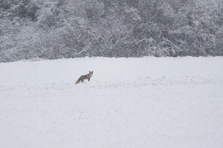 Ein-Rotfuchs-geht-ueber-ein-zugeschneites-Feld