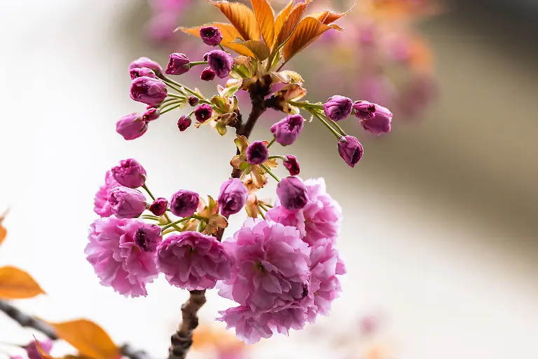 Die-weltberuehmte-Kirschbluetenpracht-im-Herzen-der-Altstadt-von-Bonn-naehert-dich-ihrem-Hoehepunkt-Vereinzelte-Blueten-zeigen-sich-bereits-in-voller-Pracht-an-den-Kirschbaeumen-in-der-Heerstrasse-im-Herzen-der-Bonner-Altstadt-Der-daraus-entstehende-Kirschbluetentunnel-wird-in-den-naechsten-zwei-Wochen-tausende-Besucher-aus-aller-Welt-anziehen