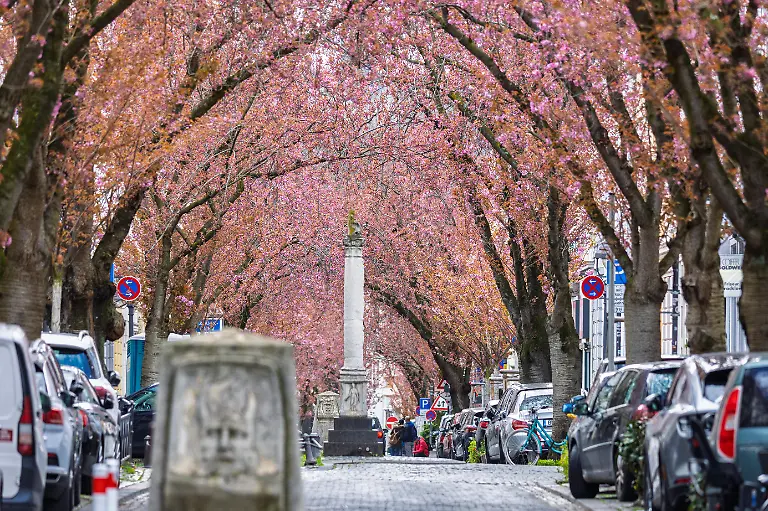 Skulpturen-wie-die-Jupitersaeule-und-die-Tragische-Gesichtsmaske-praegen-den-Charakter-dieser-Strasse-Die-weltberuehmte-Kirschbluetenpracht-im-Herzen-der-Altstadt-von-Bonn-naehert-dich-ihrem-Hoehepunkt-Vereinzelte-Blueten-zeigen-sich-bereits-in-voller-Pracht-an-den-Kirschbaeumen-in-der-Heerstrasse-im-Herzen-der-Bonner-Altstadt-Der-daraus-entstehende-Kirschbluetentunnel-wird-in-den-naechsten-zwei-Wochen-tausende-Besucher-aus-aller-Welt-anziehen