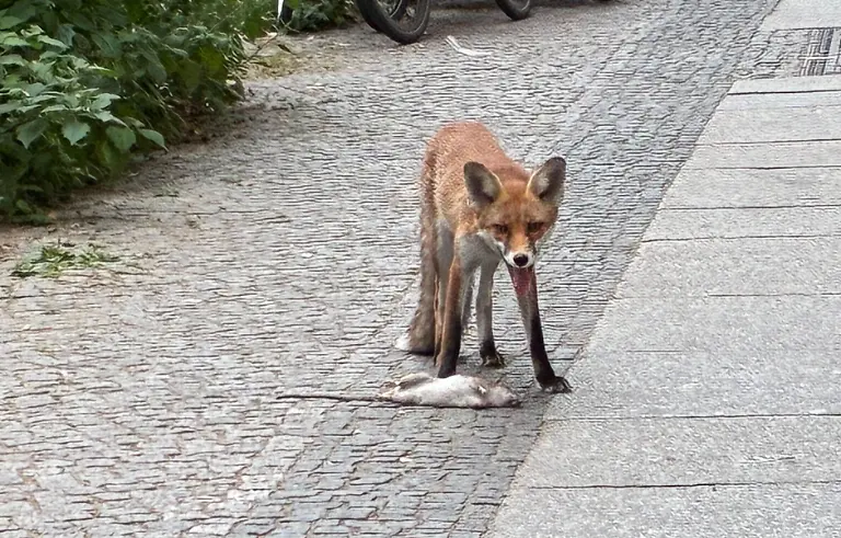 Ein-Fuchs-steht-neben-einer-Ratte-in-der-Graefestrasse
