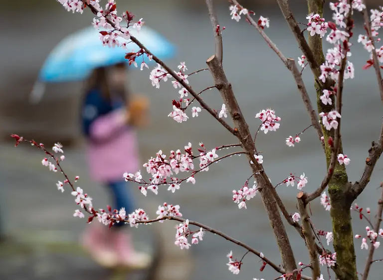 Erste-Blueten-sind-an-einem-Kirschbaum-zu-sehen-Waehrend-die-ersten-Pflanzen-ihre-Blueten-zeigen-bringt-das-Wochenende-in-Nordrhein-Westfalen-Regen