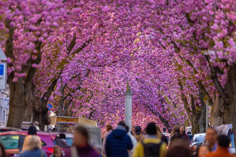 Skulpturen-wie-hier-die-Jupitersaeule-praegen-den-Charakter-dieser-Strasse-Die-weltberuehmte-Kirschbluetenpracht-im-Herzen-der-Altstadt-von-Bonn-Saemtliche-Blueten-zeigen-sich-in-voller-Pracht-an-den-Kirschbaeumen-in-der-Heerstrasse-Der-daraus-entstehende-Kirschbluetentunnel-wird-wie-im-letzten-und-auch-naechstem-Wochenende-tausende-Besucher-aus-aller-Welt-anziehen