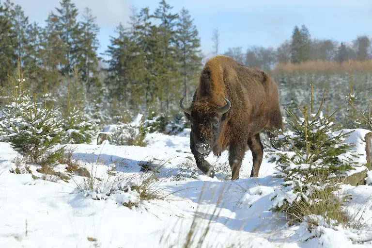 Wisent-Europaeisches-Bison-Bison-bonasus-im-Winter-steht-in-einem-verschneiten-Fichtenwald-Rothaarsteig-Rothaargebirge-Nordrhein-Westfalen-Deutschland-Europa