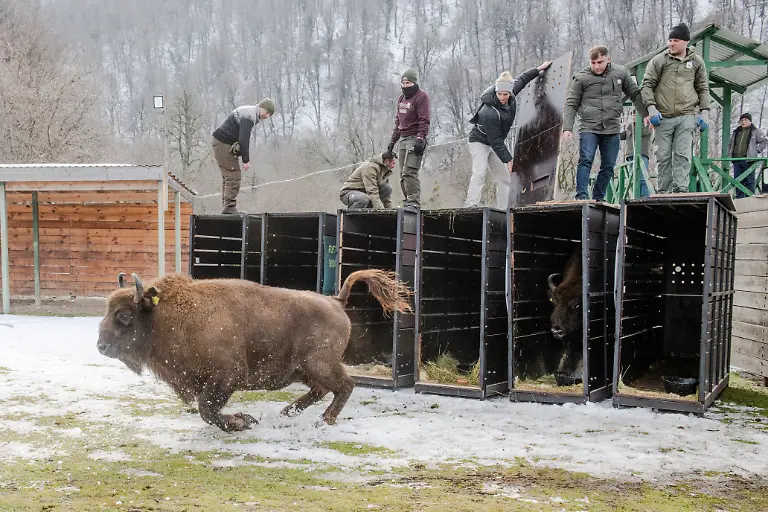 Ein-Wisent-verlaesst-seine-Transportbox-im-Shahdag-Nationalpark-im-Norden-Aserbaidschans-Per-Frachtflugzeug-und-LKW-waren-18-Wisente-aus-Deutschland-zur-Auswilderung-in-den-Kaukasus-in-Aserbaidschan-umgesiedelt-worden-Die-Tiere-waren-vor-dem-Transport-in-Berlin-zusammengefuehrt-worden