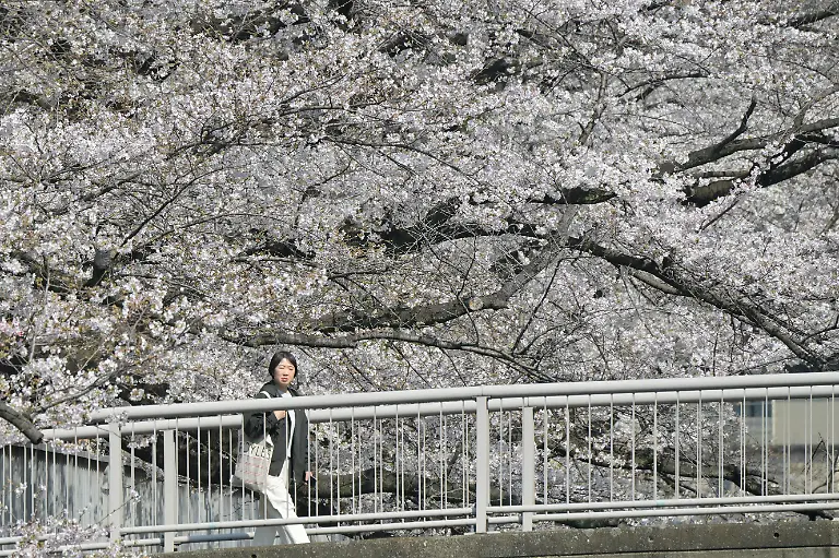 People-enjoy-viewing-cherry-blossoms-in-full-bloom-lining-the-riverbank-in-Tokyo-Japan-on-March-28-2026