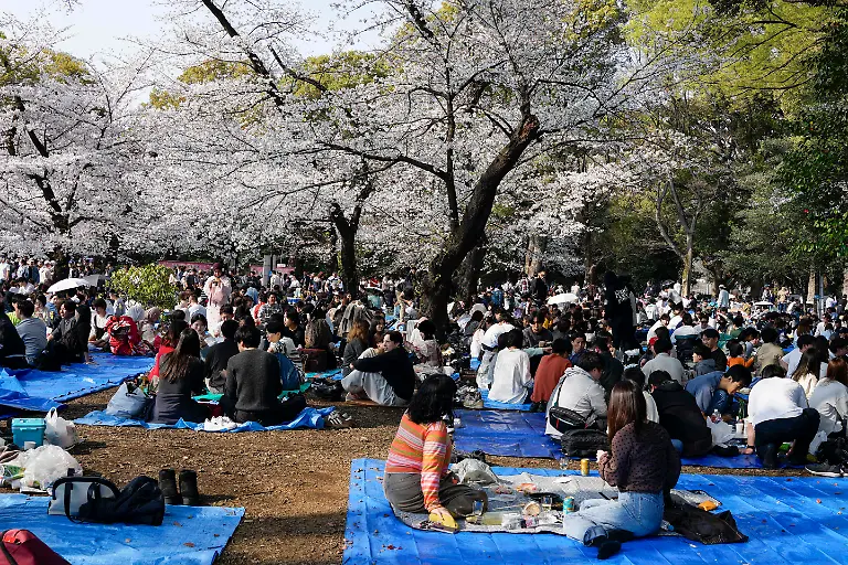 March-29-2026-Tokyo-Japan-People-enjoy-picnicking-under-the-cherry-blossoms-in-full-bloom-at-Ueno-Park-in-Tokyo-Cherry-blossoms-in-full-bloom-at-Tokyo-s-Ueno-Park-attract-large-crowds-on-a-sunny-Saturday-The-Japan-Meteorological-Agency-officially-announced-the-full-bloom-season-starting-on-March-28