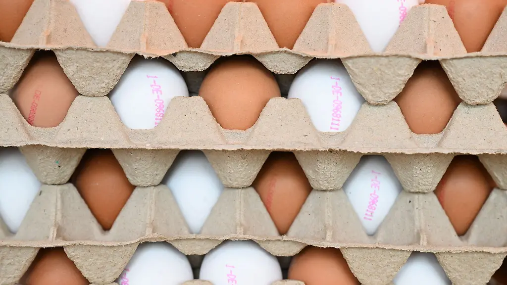 Die-Eierproduktion-sank-zuletzt-in-Brandenburg-etwas