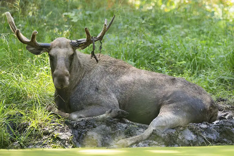 Elch-Alces-alces-am-Rande-eines-kleinen-Sees-Hessen-Deutschland-Europa