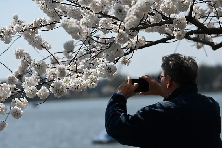 People-capture-images-of-cherry-blossom-trees-along-the-tidal-basin-on-the-National-Mall-on-March-26-2026-in-Washington-DC-Photo-by-Olivier-Douliery-ABACAPRESS