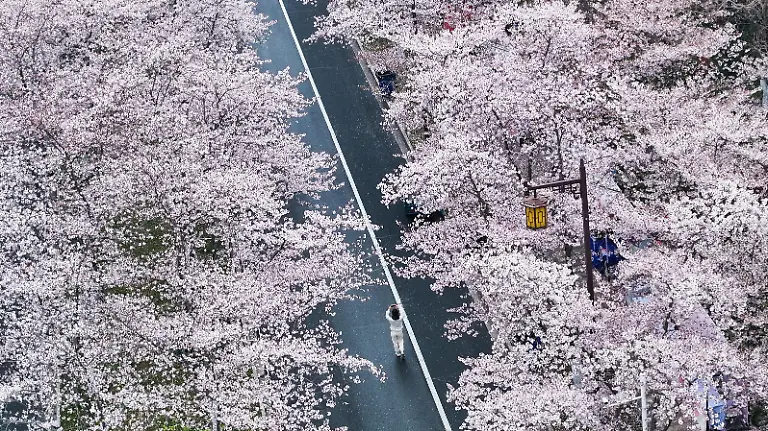 Tourists-enjoy-the-1-3-kilometer-long-Somei-Yoshino-cherry-blossoms-along-Jianzhen-Road-in-Yangzhou-east-China-s-Jiangsu-31-March-2026