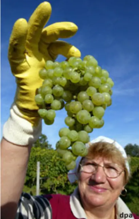 Fuer-den-Endverbraucher-gelten-die-Steuersaetze-von-16-bzw-ermaessigten-7-Prozent-Wenn-die-Weinrebe-also-eigentlich-als-landwirtschaftliches-Produkt-gilt