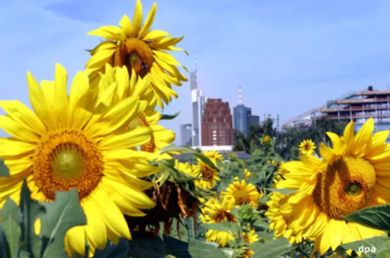 Schnittblumen