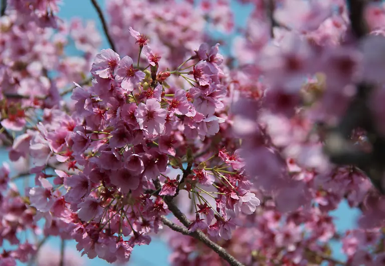 Cherry-blossoms-bloom-at-the-Ueno-park-in-Tokyo-on-Sunday-March-29-2026