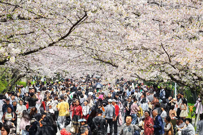 NANJING-CHINA-MARCH-29-2026-Tourists-enjoy-the-blooming-cherry-blossoms-at-Nanjing-Forestry-University-in-Nanjing-Jiangsu-Province-China-on-March-29-2026