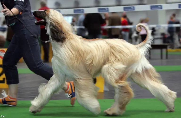 Ein-Hund-Der-treueste-Freund-des-Menschen-Manchmal-uebrigens-auch-der-einzige