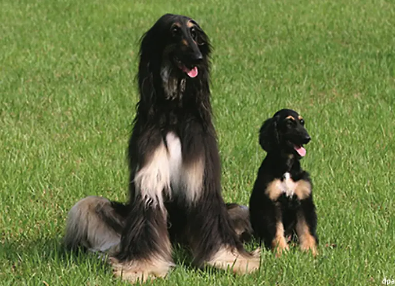 Kein-Wunder-Die-kalte-Schnauze-eines-Hundes-ist-erfreulich-warm-gegen-die-Kaltschnaeuzigkeit-mancher-Mitmenschen