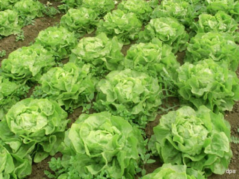 ... Kopfsalat,