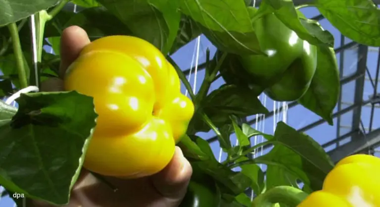 Dagegen-war-jede-zweite-Karotte-oder-Paprika-giftfrei-zumindestens-von-nachweisbaren-Pestizidrueckstaenden