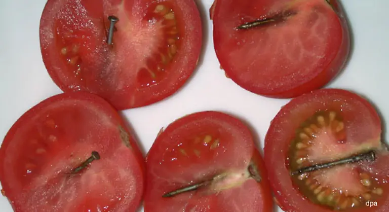 Angesichts-der-Tatsache-dass-man-Pestizide-weder-sehen-noch-schmecken-kann-scheinen-diese-Tomaten-mit-eingewachsenen-rostigen-Naegeln-weniger-gefaehrlich