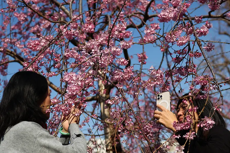 TOKYO-JAPAN-MARCH-21-Cherry-blossom-is-seen-on-a-tree-at-Senso-Ji-temple-in-Tokyo-Japan-on-March-21-2026