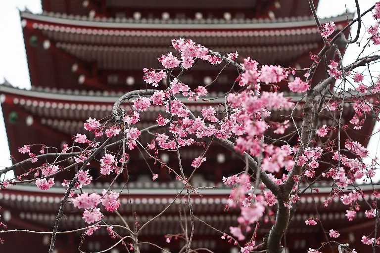Cherry-blossom-is-seen-on-a-tree-at-Senso-Ji-temple-in-Tokyo-Japan-on-March-19-2026
