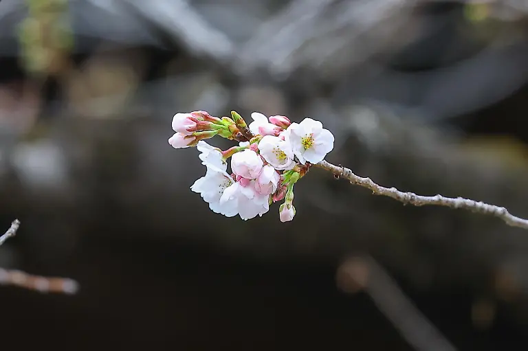 Flowering-declaration-in-Tokyo-Someiyoshino-specimen-tree-at-Yasukuni-Shrine-Tokyo-The-Japan-Meteorological-Agency-announced-the-flowering-on-the-19th-61-flowers-have-been-confirmed-to-be-in-bloom-Many-tourists-gather-here-Tokyo-Japan-19-March-2026