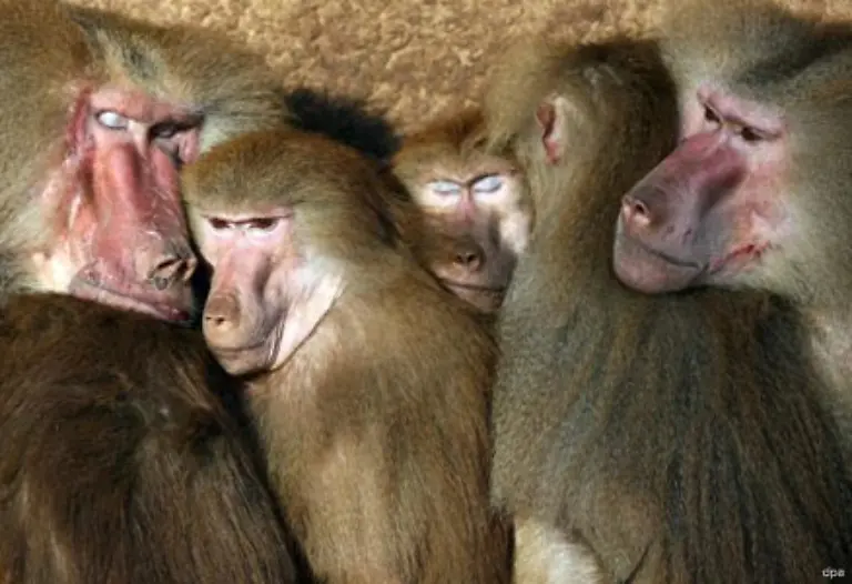 Diese-Paviane-waermen-sich-im-Koelner-Zoo-gegenseitig