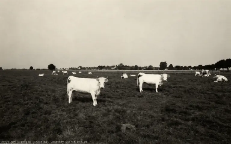 HEINRICH-RIEBESEHL-Evern-Hannover-August-1978-aus-der-Serie-Agrarlandschaften-1978