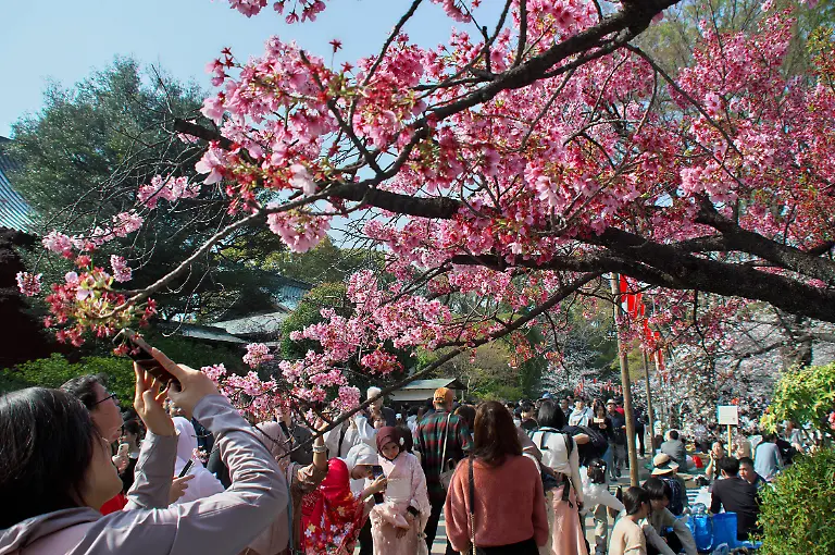 Bluehende-Kirschbaeume-im-Ueno-Park-im-Stadtbezirk-Taito-Tokio-29-03